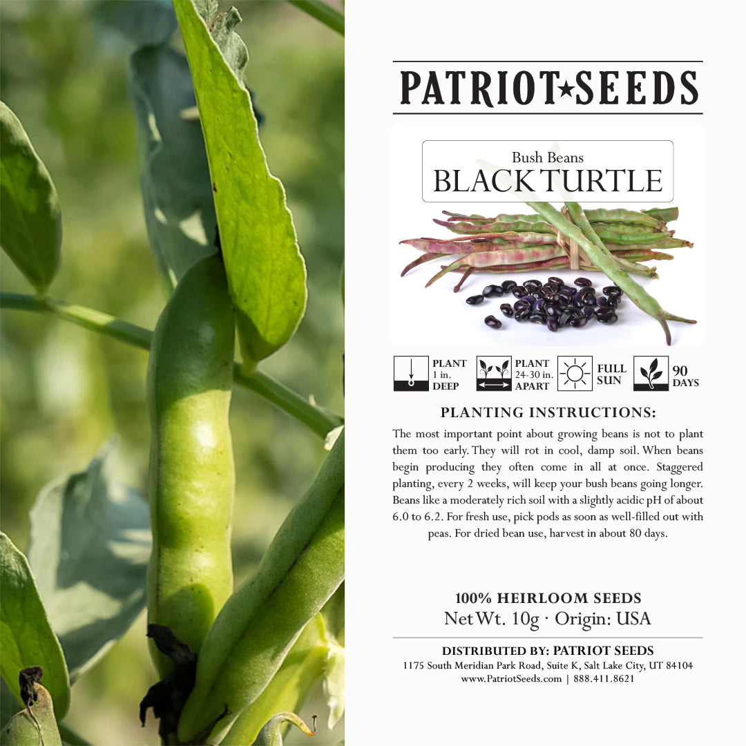 Heirloom Black Turtle Bush Bean (10g) Patriot Seeds