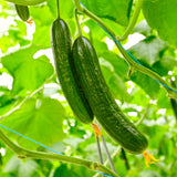 Heirloom Marketmore 76 Cucumber Seeds (4g)