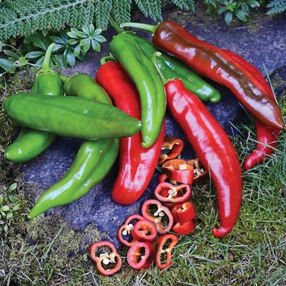 Patriot Seeds Heirloom Conventional Pepper: Hot - Habanero (.25g)