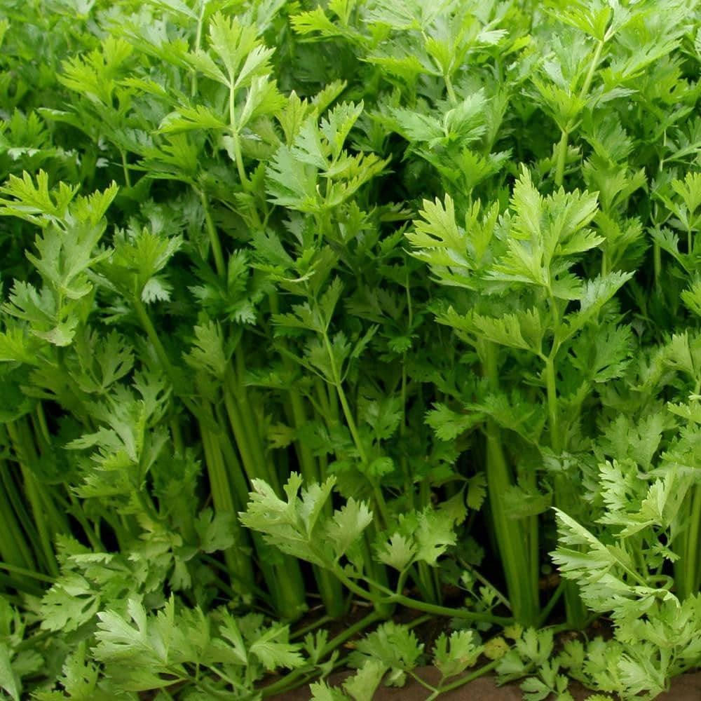 Patriot Seeds Heirloom Tall Utah Celery Seeds (1g)