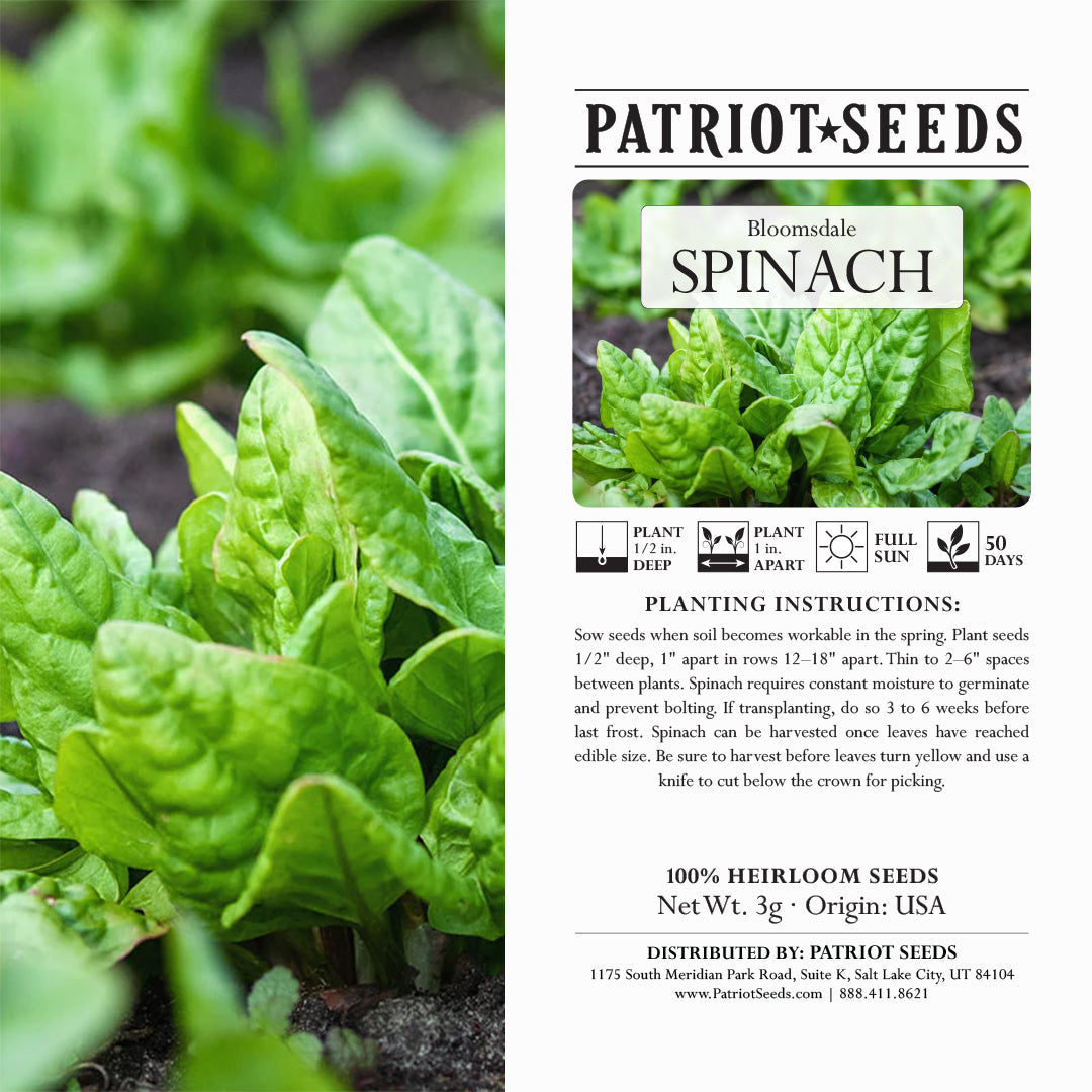 heirloom-bloomsdale-spinach-seeds-3g-patriot-seeds