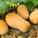 Heirloom Waltham Butternut Winter Squash Seeds (10g)