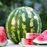 Heirloom Crimson Sweet Watermelon Seeds (3g)