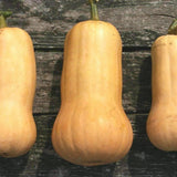 Heirloom Waltham Butternut Winter Squash Seeds (10g)