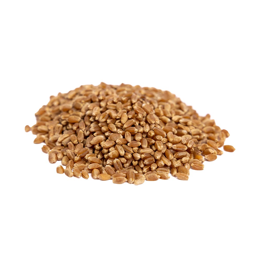 hard red winter wheat seed for planting Organic Hard Red Wheat Sprouting Seeds