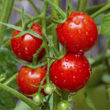 Patriot Seeds Heirloom Large Red Cherry Tomato Seeds (.5g)