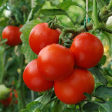 Heirloom Marglobe Tomato Seeds (.5g)