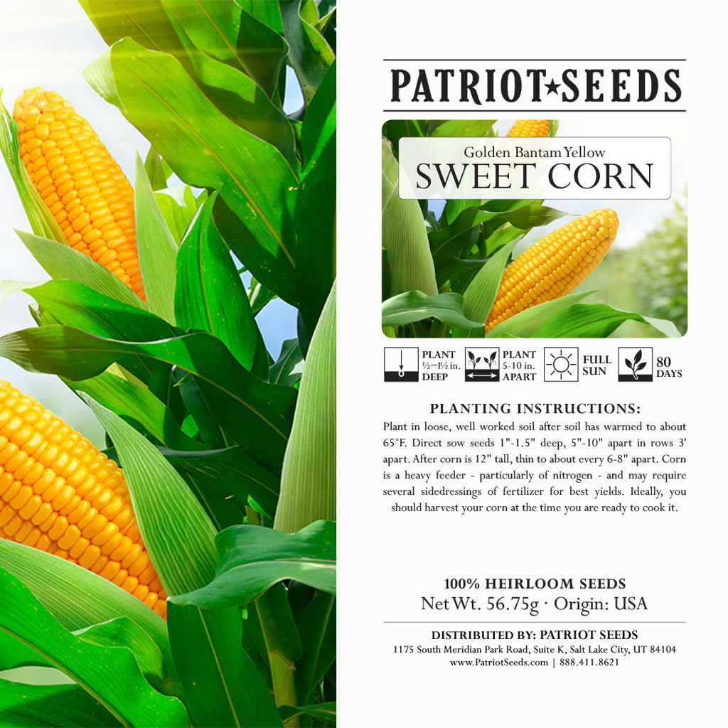 plant sweet corn seeds Heirloom Golden Bantam