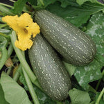 Patriot Seed Grey Zucchini Summer Squash Growing in Garden