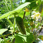 heirloom boston pickling cucumber growing in a garden