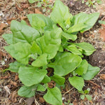 New Zealand Spinach Seeds (6g) - Patriot Seeds