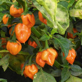heirloom habanero peppers growing in a garden