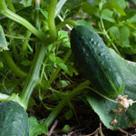 heirloom spacemaster cucumber seed growing in a garden