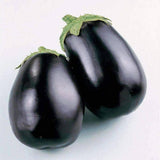 fresh black beauty eggplant plants
