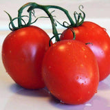 Organic Roma Tomato Seeds (.5g) - Patriot Seeds