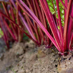 close up of fully grown, pre-harvest beets