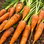 fresh danvers carrots sitting on a bed of soil