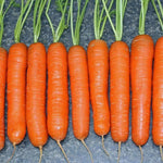 freshly harvested little finger carrots laid out on a table