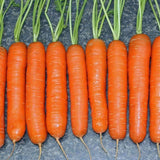 freshly harvested little finger carrots laid out on a table