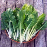 patriot seeds fordhook giant swiss chard fresh in a bowl
