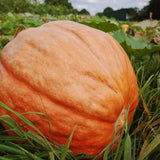Big Max Pumpkin Seeds (9g) - Patriot Seeds