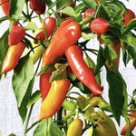 Hungarian Hot Wax Pepper Seeds (.5g) - Patriot Seeds