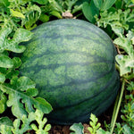Sugar Baby Watermelon Seeds (2g) - Patriot Seeds