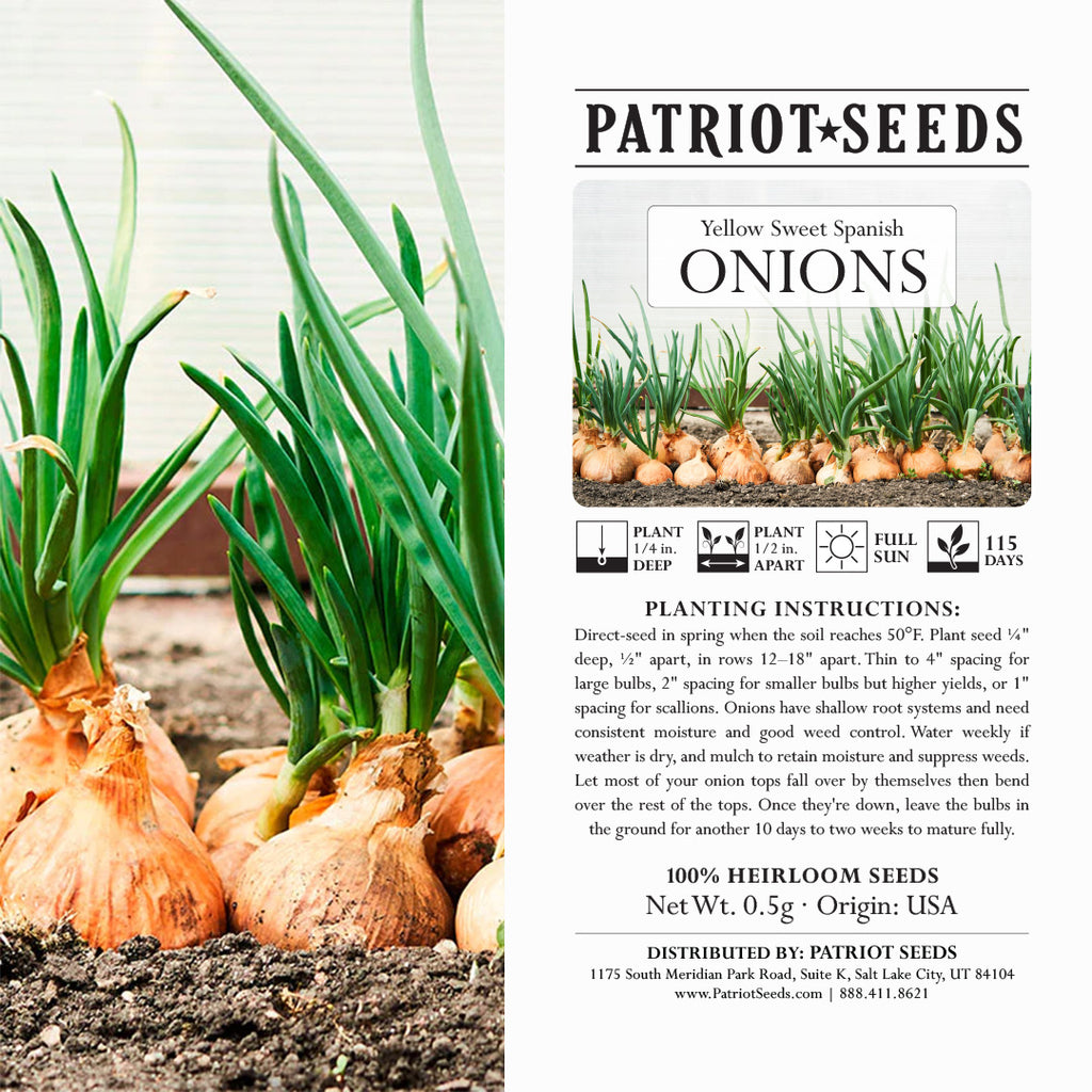 seeds of onion plant Heirloom Yellow Sweet Spanish Onion Seeds (.5g)
