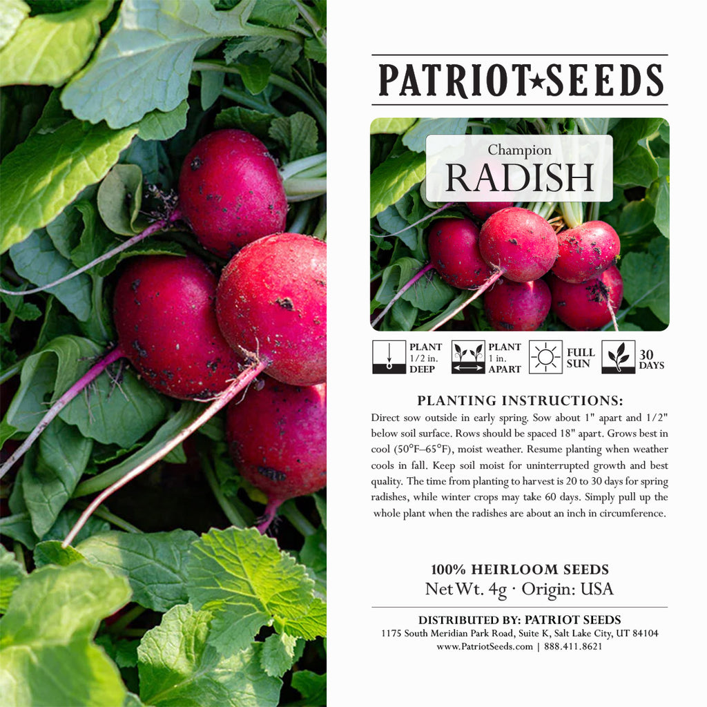 radish seed planting Heirloom Champion Radish Seeds (4g) – Patriot Seeds