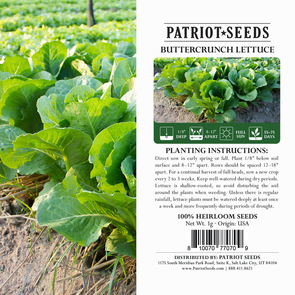 planting buttercrunch lettuce seeds Patriot Seeds Heirloom Buttercrunch Lettuce Seeds (1g)