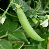 dwarf gray sugar pea seeds pod in a garden