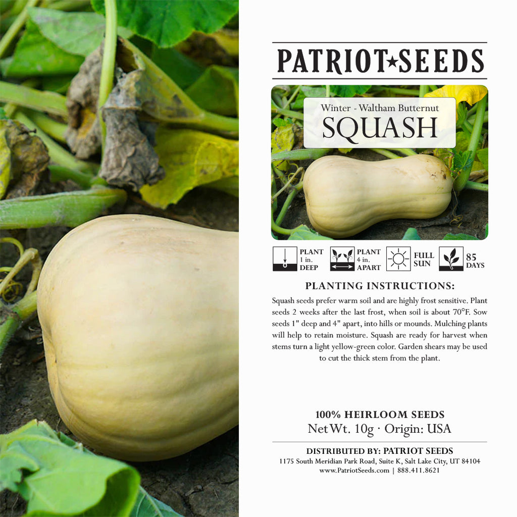 squash seed planting direction Heirloom Waltham Butternut Winter Squash Seeds (10g) – Patriot Seeds