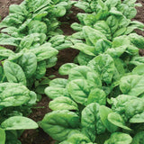 Heirloom Bloomsdale Spinach Seeds (3g)