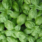 Genovese Basil Herb Seeds - Ready Hour