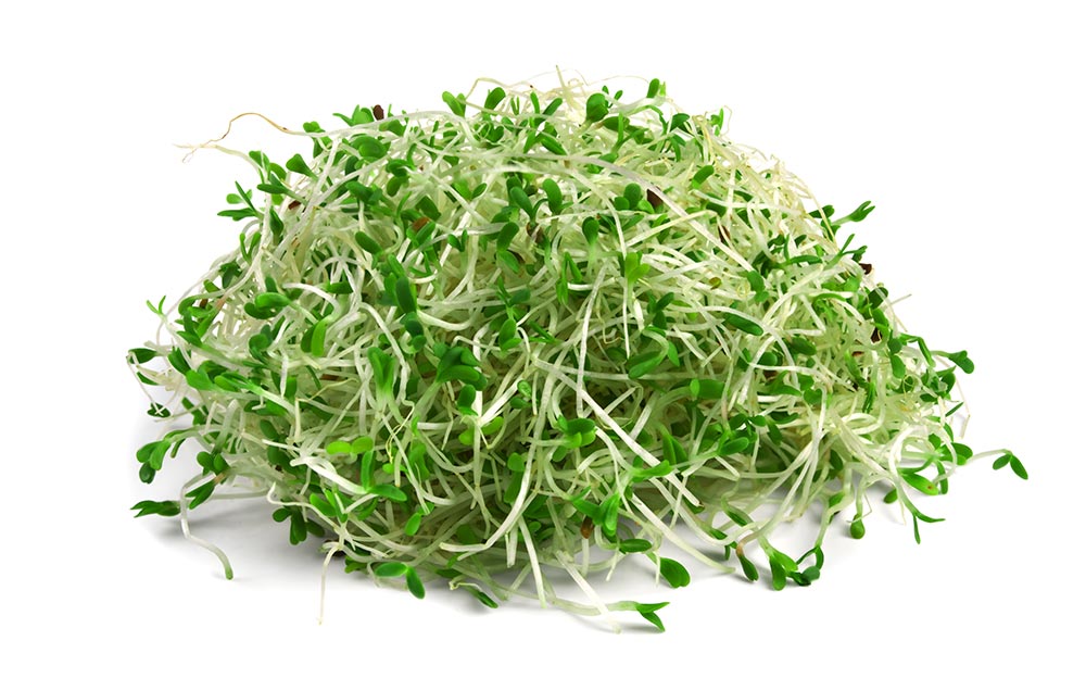 plant alfalfa seeds Organic Alfalfa Sprouting Seeds Pack | Grow Alfalfa