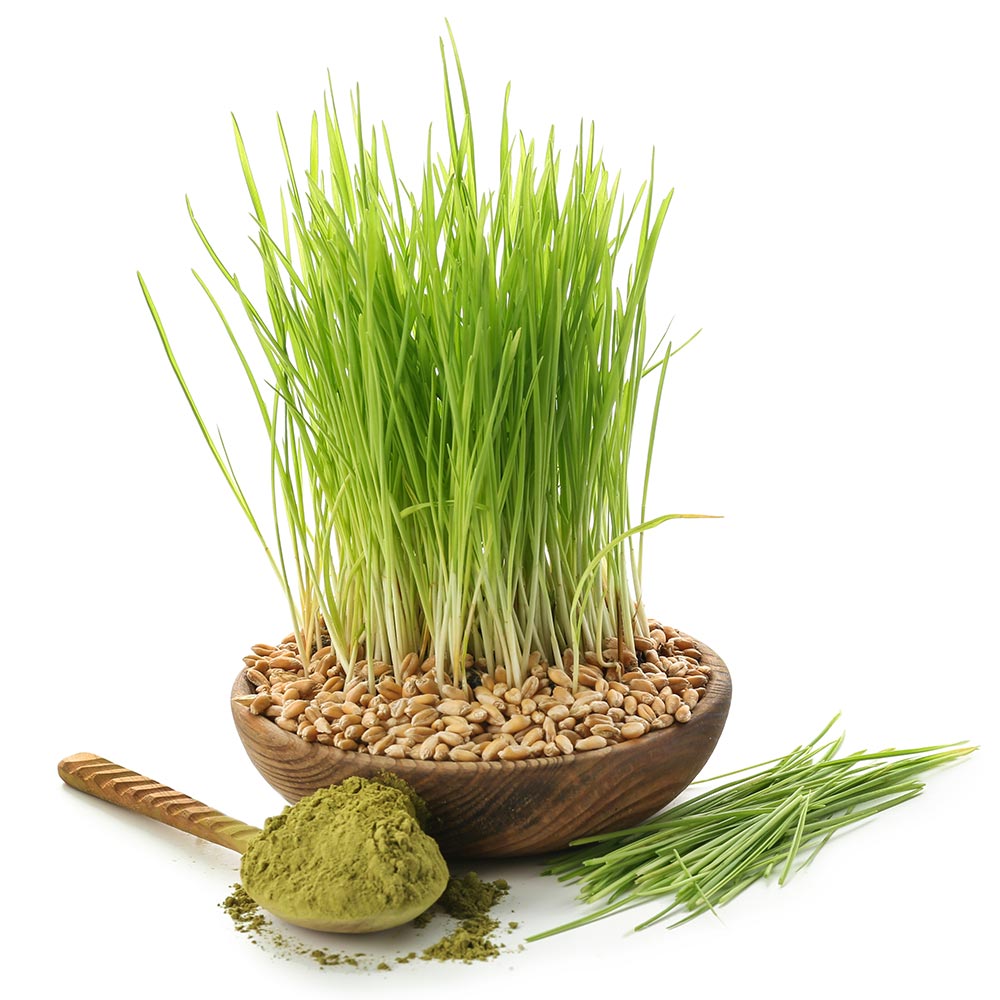 barley seeds for planting Organic Barley Grass Sprouting Seeds
