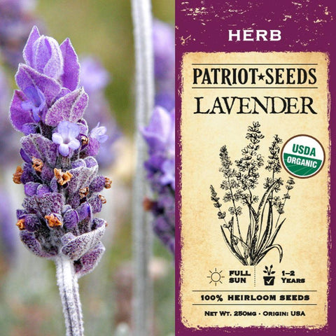 Organic Lavender Herb Seeds (250mg) - My Patriot Supply