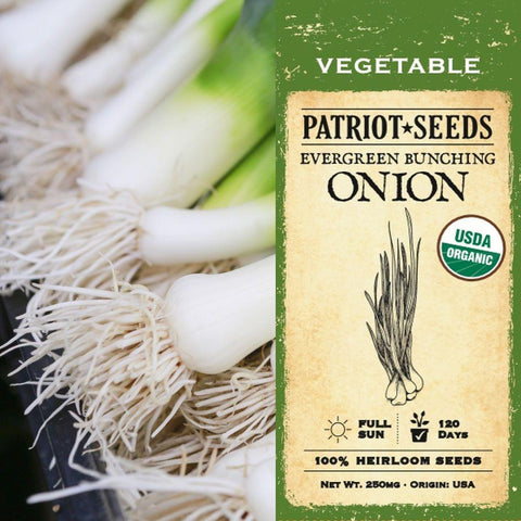 Organic Evergreen Bunching Onion Seeds (250mg) - My Patriot Supply