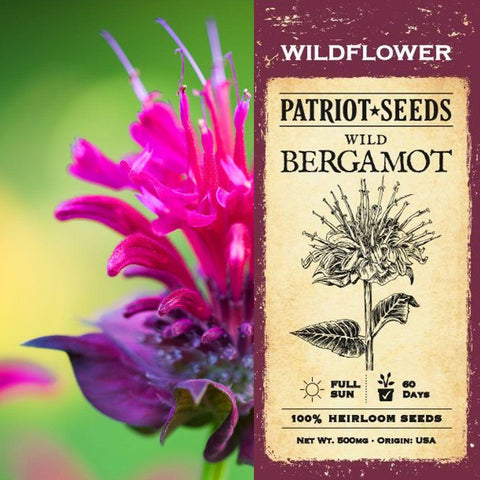 Wild Bergamot Herb Seeds (500mg) - Patriot Seeds